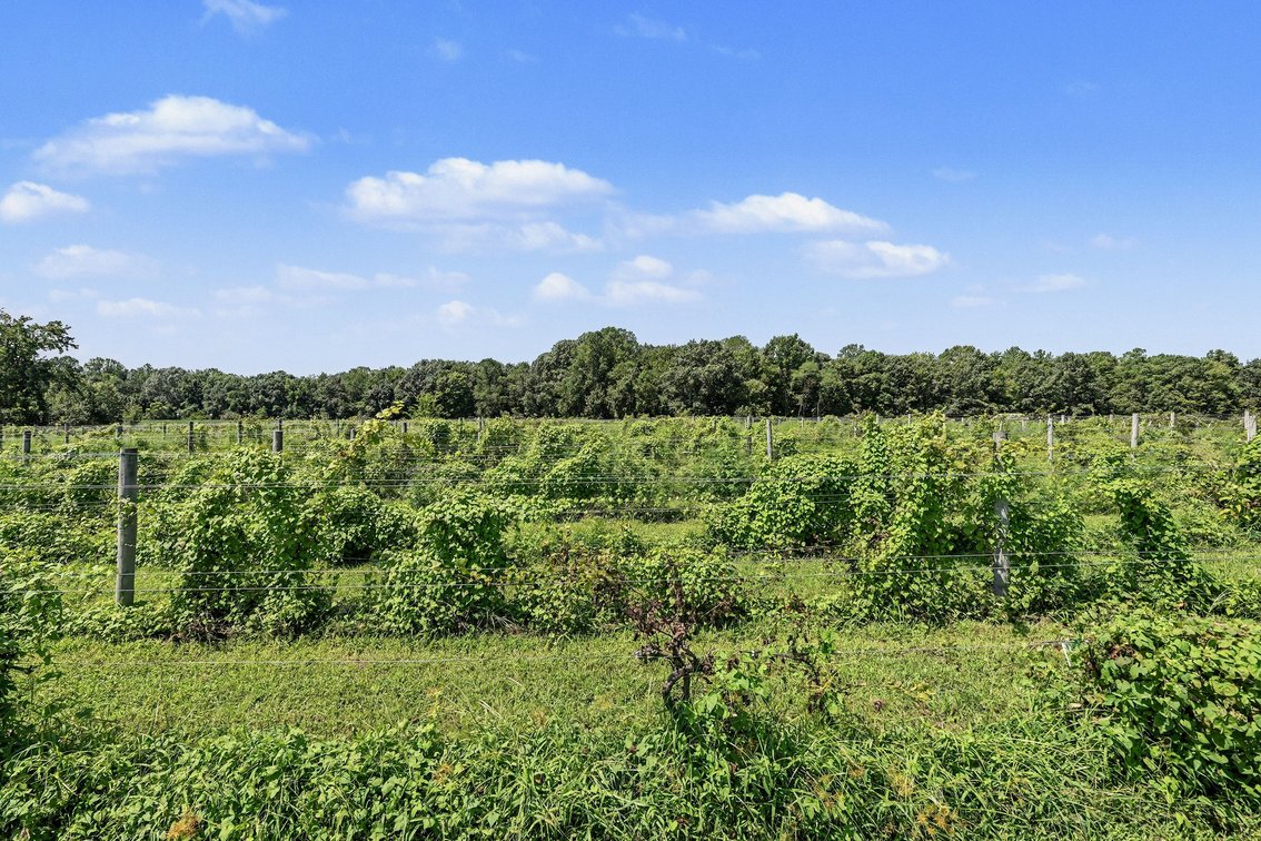 Image for Caret Cellars Vineyard & Winery Auction
