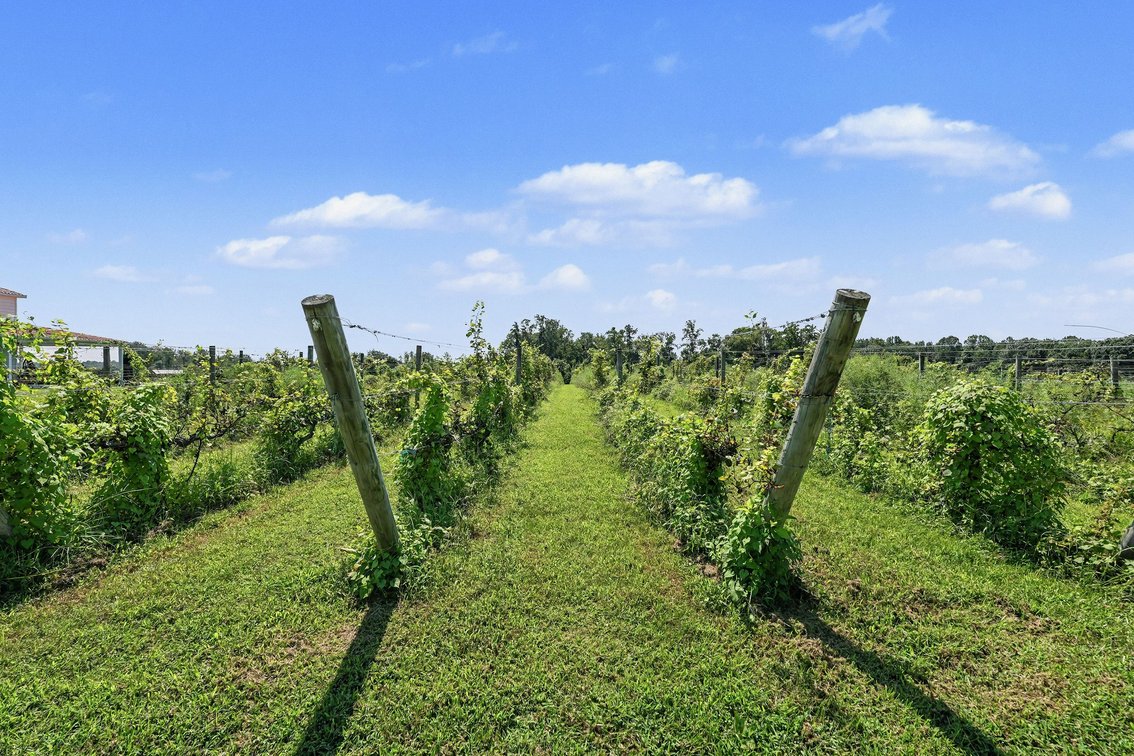 Image for Caret Cellars Vineyard & Winery Auction