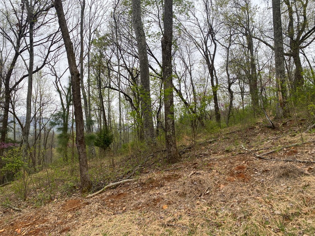 Image for BREATHTAKING MOUNTAIN VIEWS: Blue Ridge Estate Auction - 158-Acre Farm & Building Lot - Amherst, VA