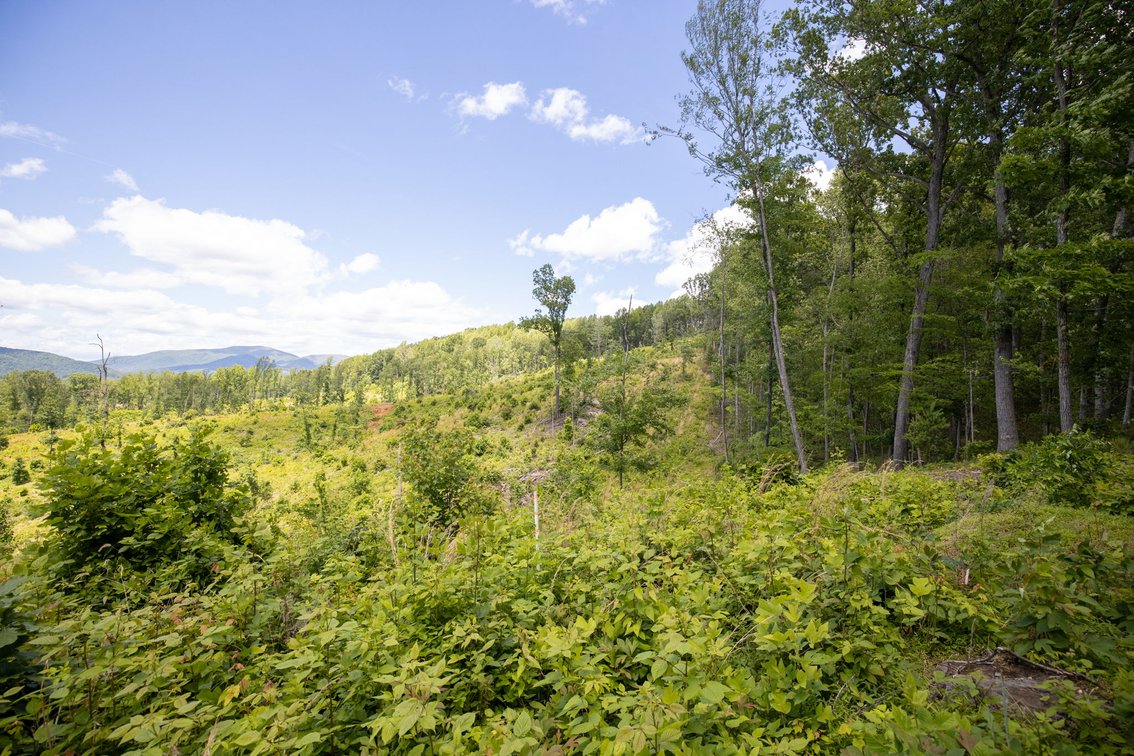 Image for BREATHTAKING MOUNTAIN VIEWS: Blue Ridge Estate Auction - 158-Acre Farm & Building Lot - Amherst, VA