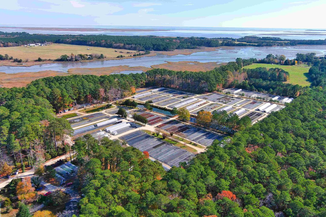 Image for Eastern Shore Farm Auction - 33 to 92 Acres - Creek Frontage, Hunting Land, Hobby Farm & Commercial Nursery - Virginia
