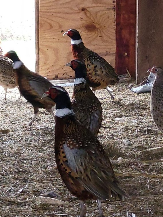 Image for Ford F-150, Farm raised pheasants,Furniture, collectibles, household-Main back