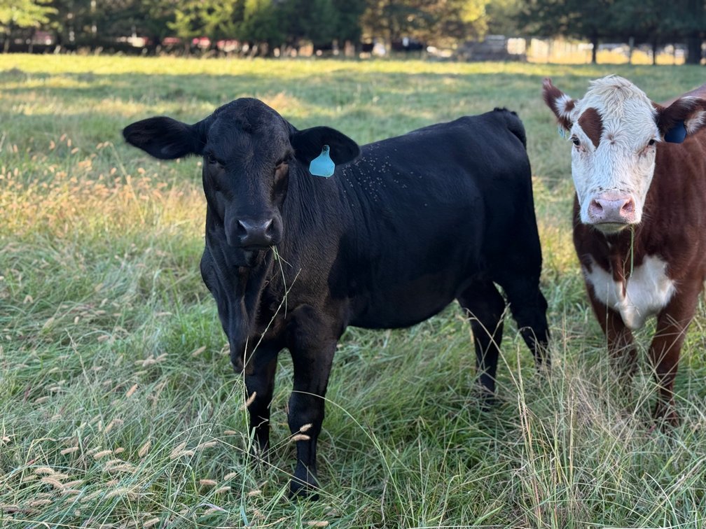 Image for Heifer Liquidation