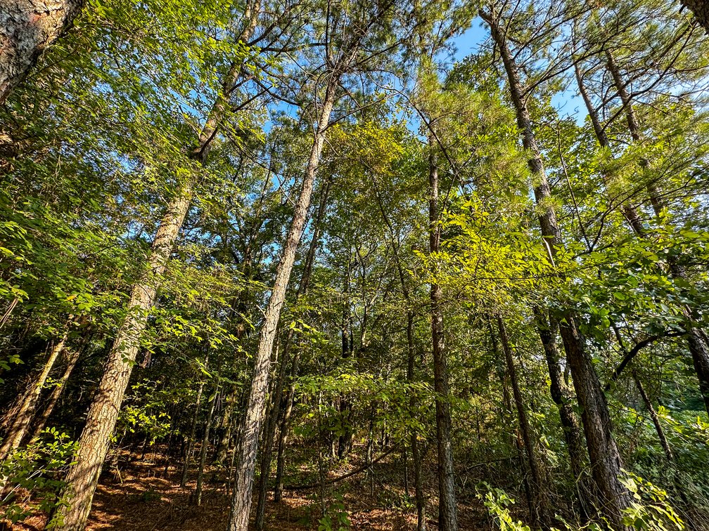 Image for Mena Timber Land | 4,636 Acres Auction