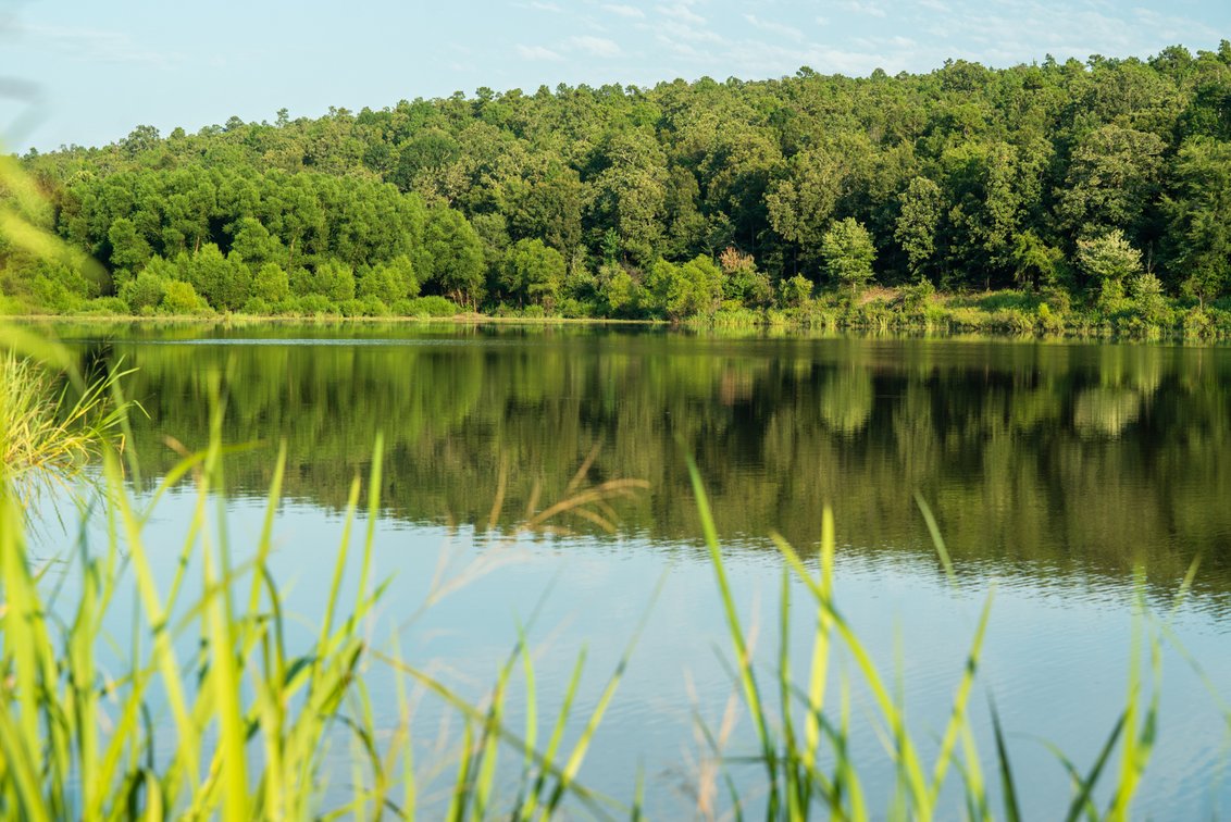 Image for Mena Timber Land | 4,636 Acres Auction