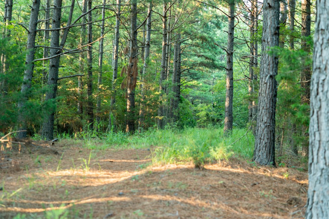 Image for Mena Timber Land | 4,636 Acres Auction