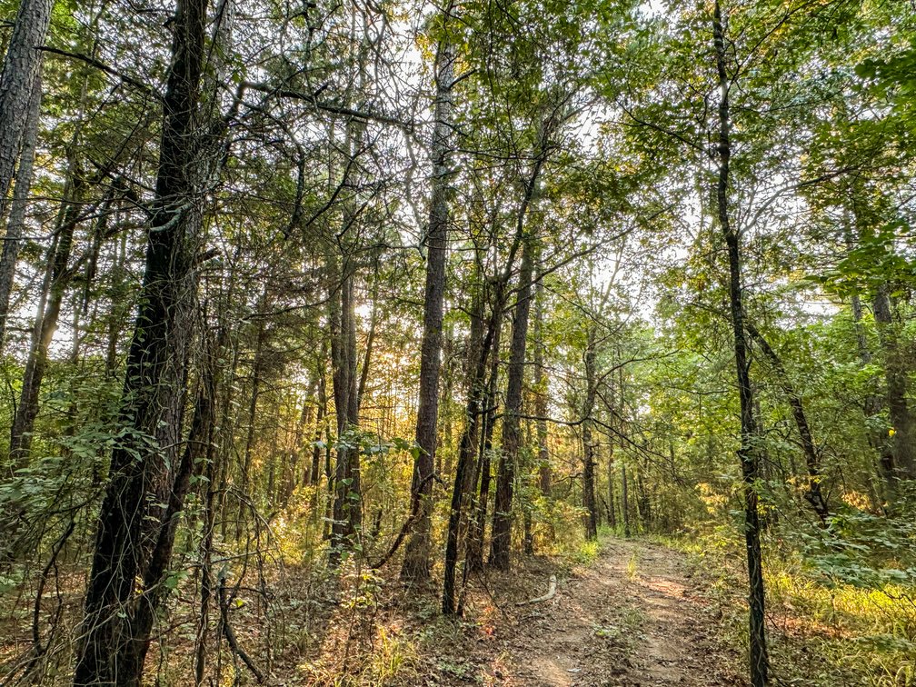 Image for Mena Timber Land | 4,636 Acres Auction