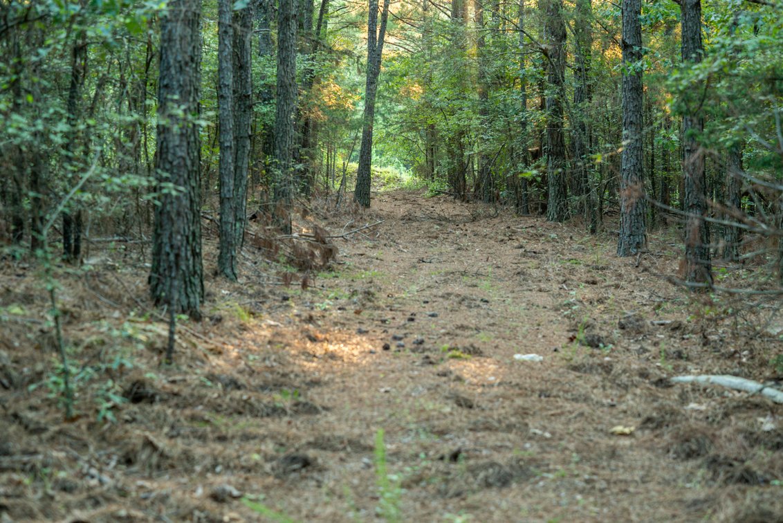Image for Mena Timber Land | 4,636 Acres Auction