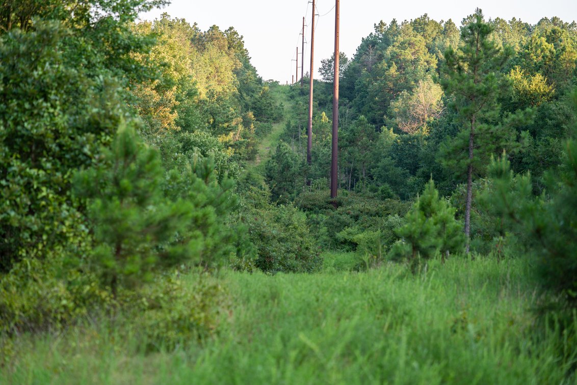Image for Mena Timber Land | 4,636 Acres Auction