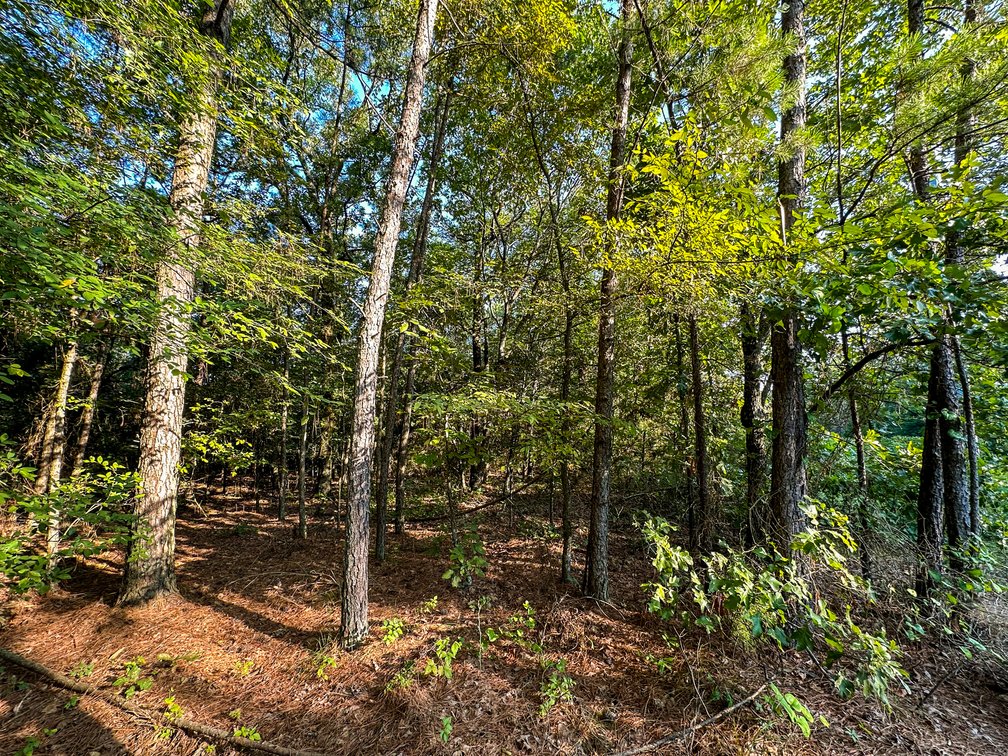 Image for Mena Timber Land | 4,636 Acres Auction