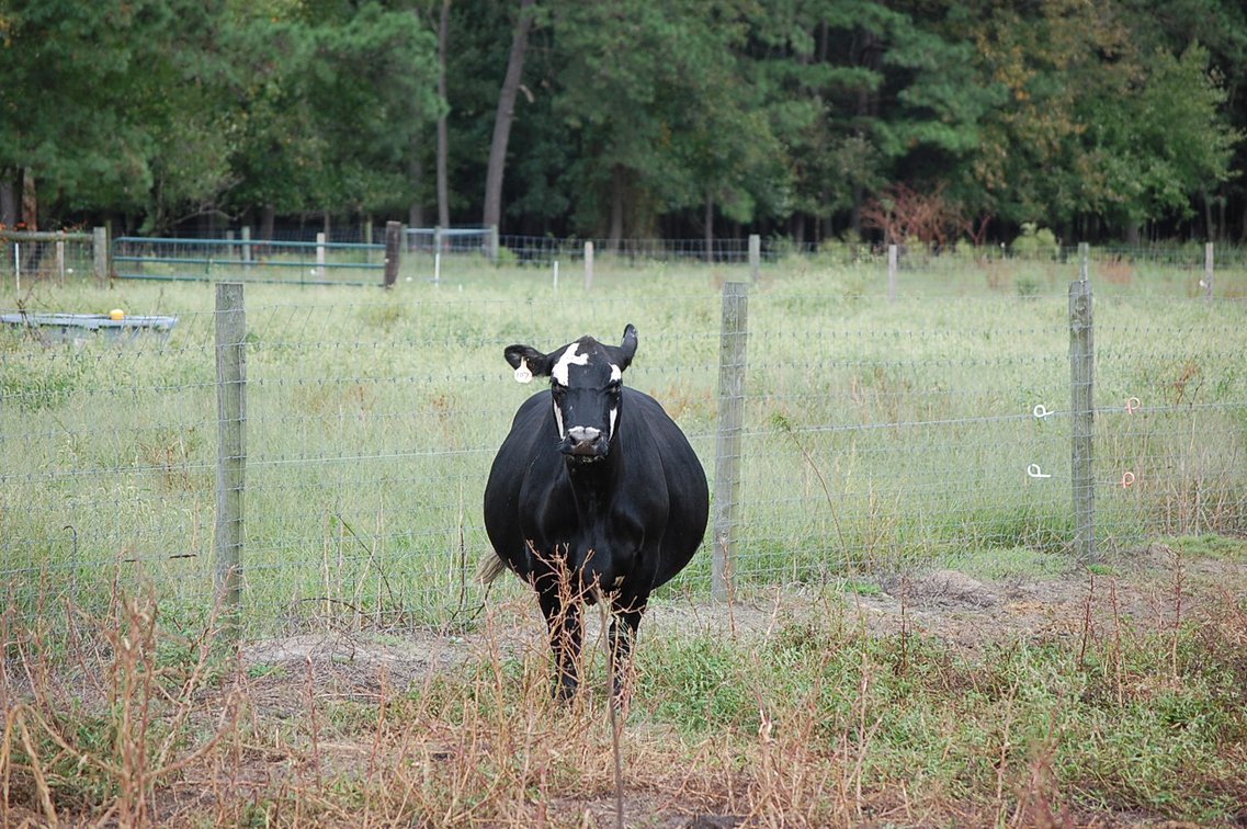 Image for Cattle Auction - October 26