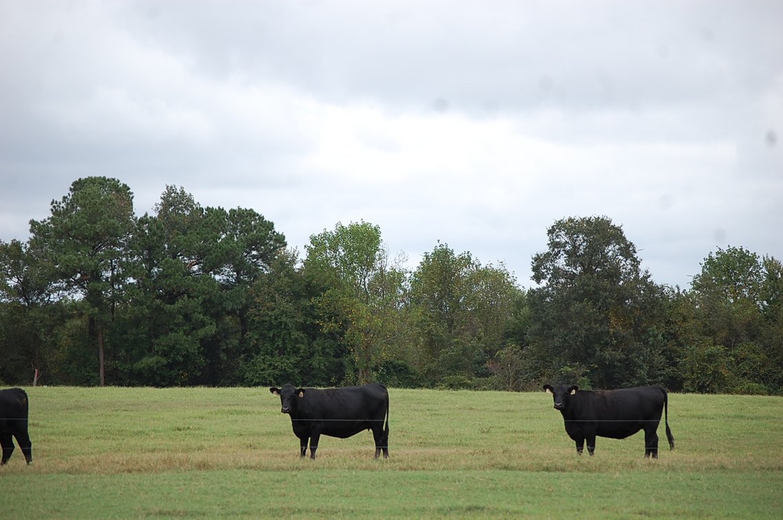 Image for Cattle Auction - October 26