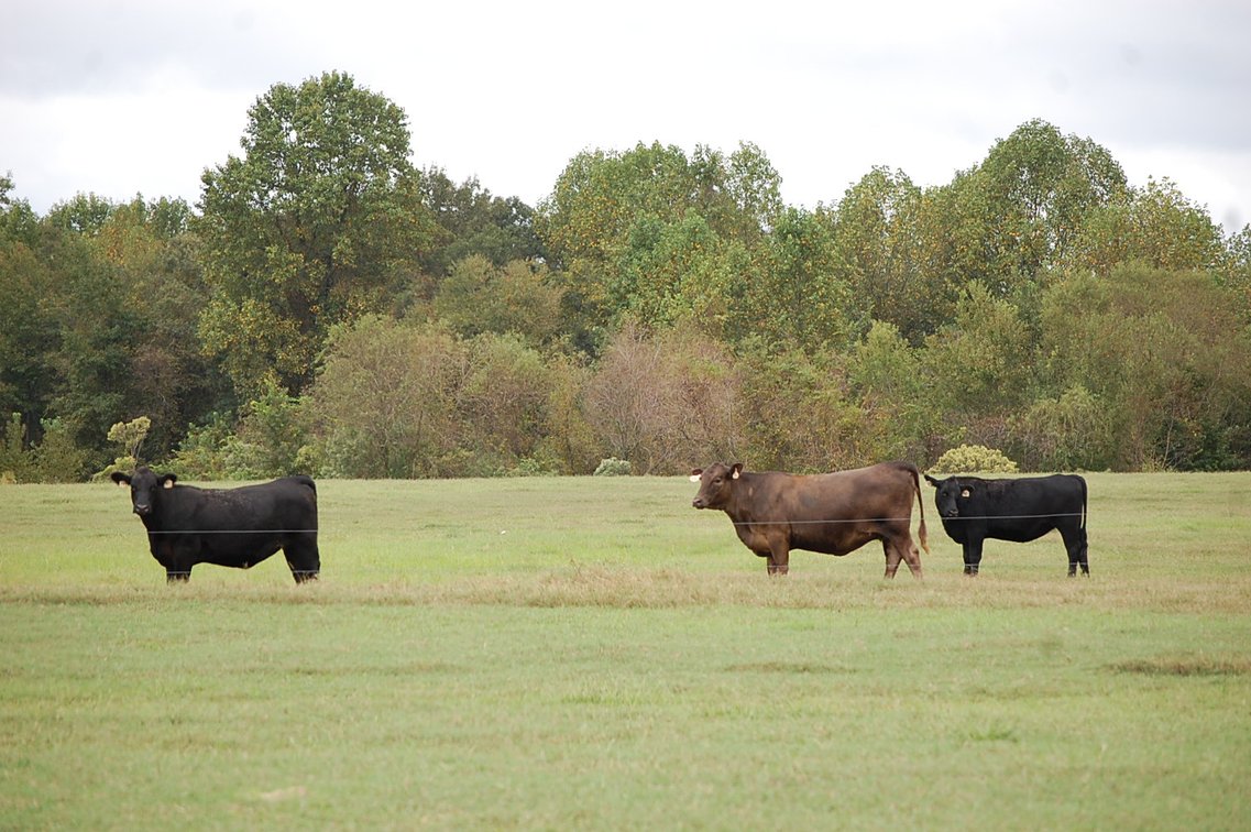 Image for Cattle Auction - October 26