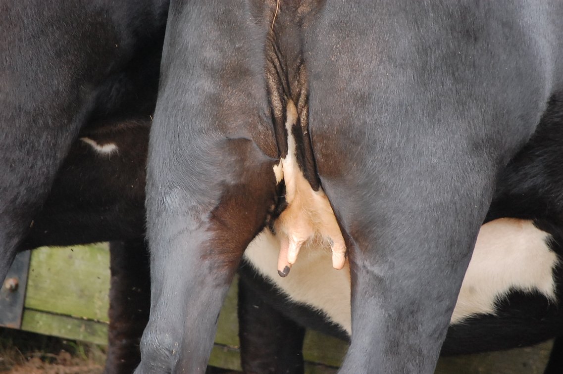 Image for Cattle Auction - October 26