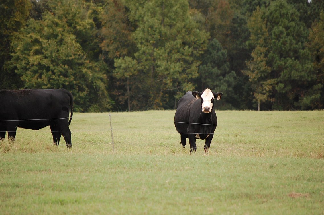 Image for Cattle Auction - October 26