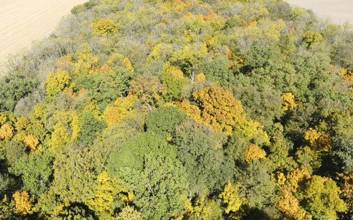 Image for 15 Acres +/- Woods Rd X Leipsic, Ohio 45864