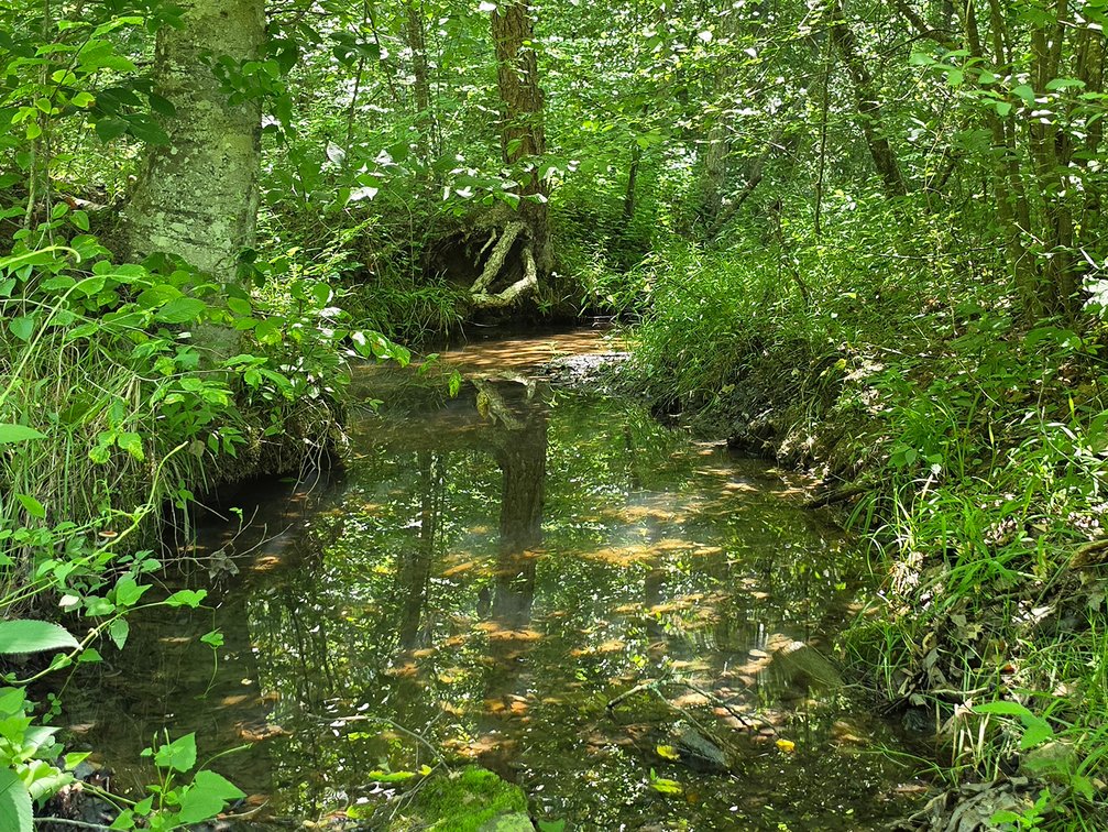 Image for 675 Wooded Acres in Crewe VA