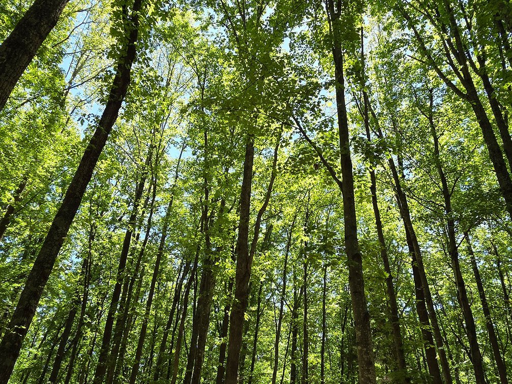 Image for SOLD Prior to Auction: 683 Wooded Acres on US-29 in Lovingston VA