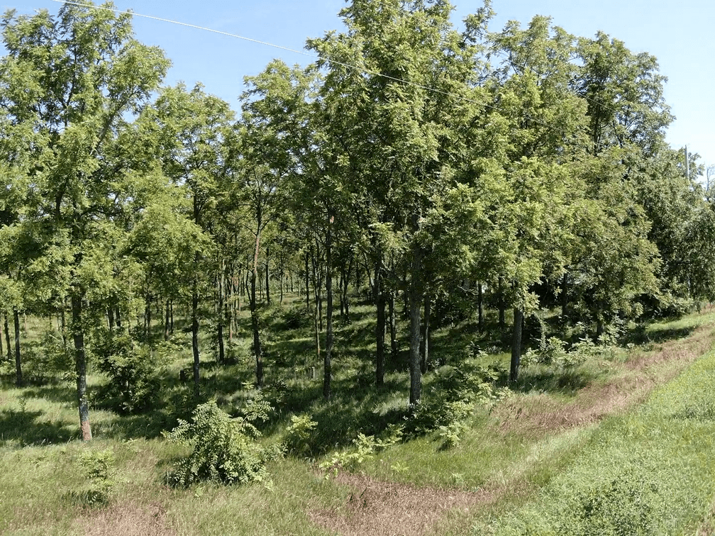 Image for Niebrugge Land Auction - Nemaha County, NE