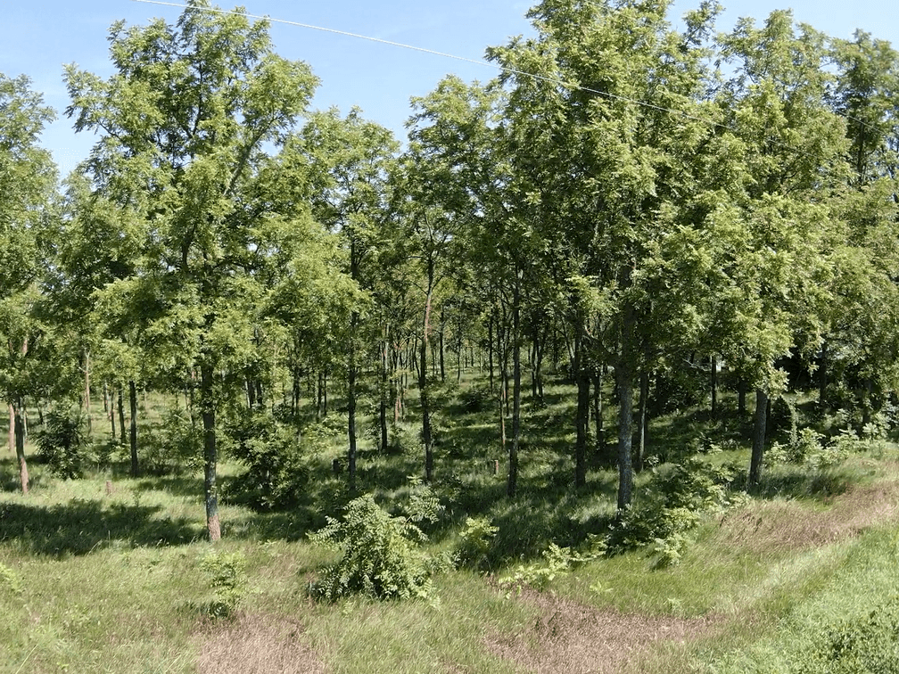 Image for Niebrugge Land Auction - Nemaha County, NE