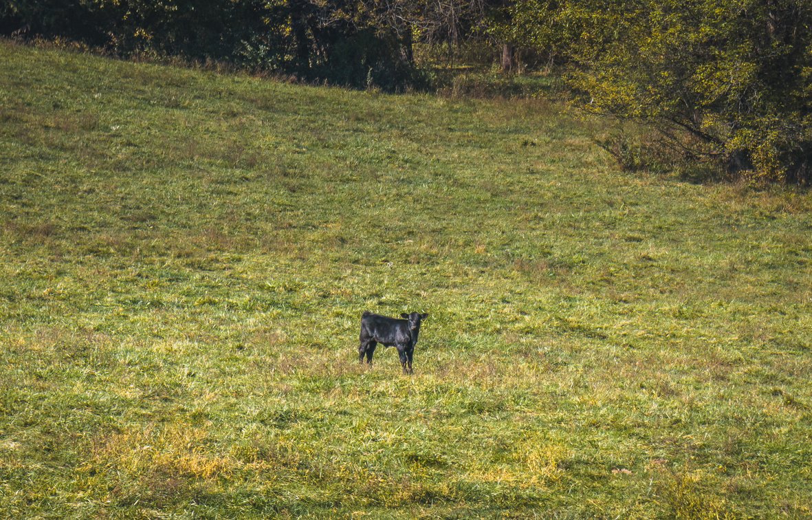 Image for Thompson River Farmland