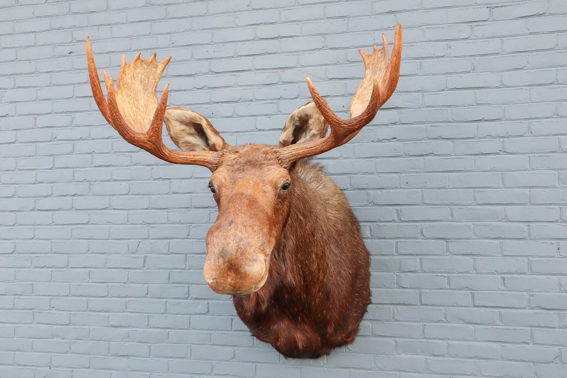 Image for Fly Fishing and Taxidermy Auction