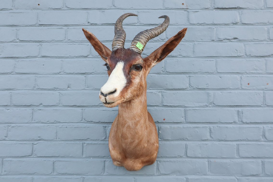 Image for Fly Fishing and Taxidermy Auction