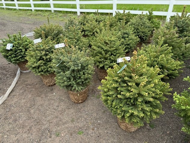 Image for May Trees