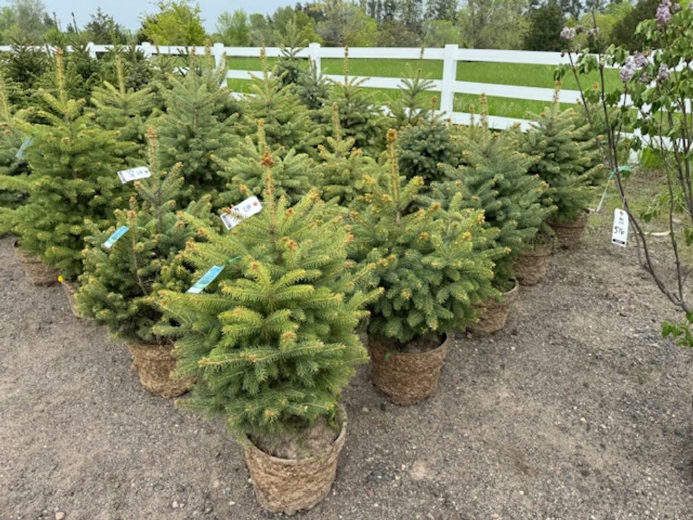 Image for May Trees