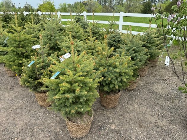 Image for May Trees