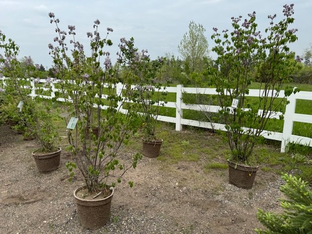 Image for May Trees