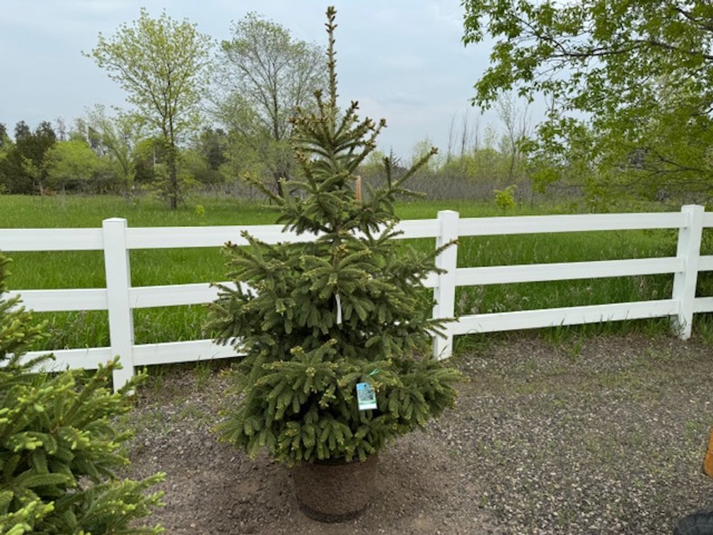 Image for May Trees