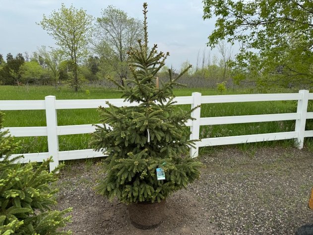 Image for May Trees