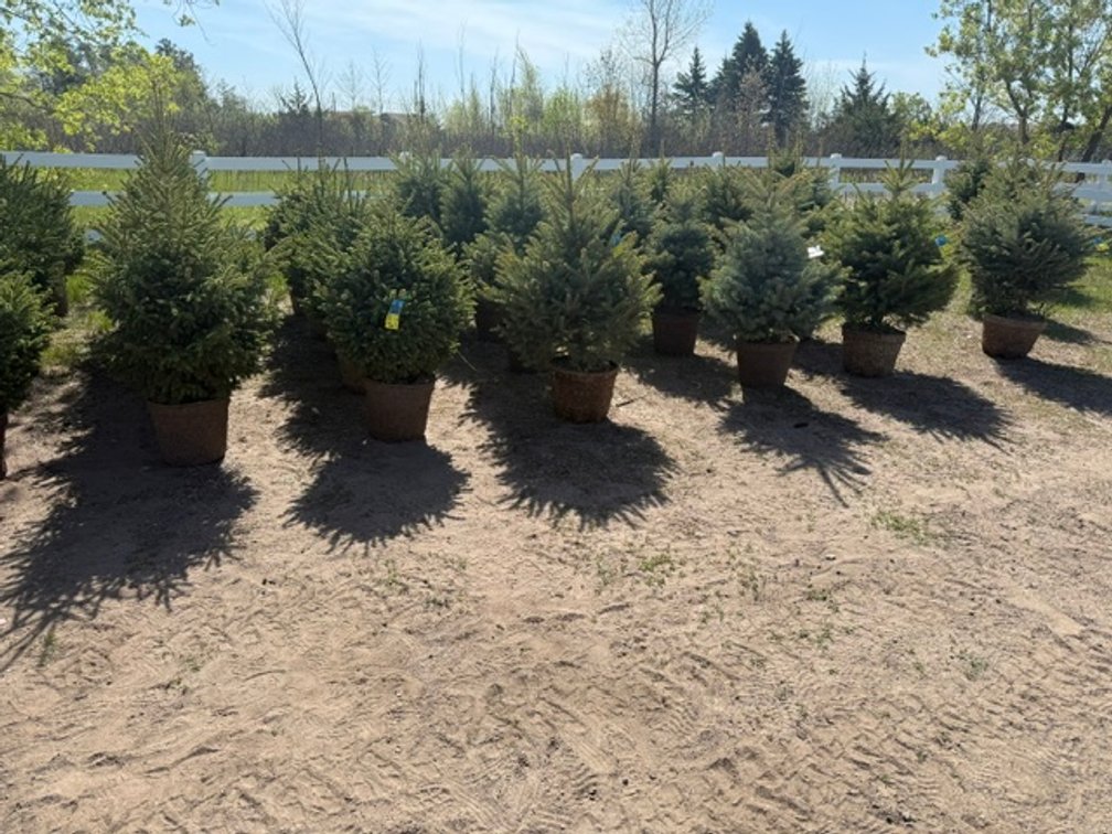 Image for May 2026 Trees