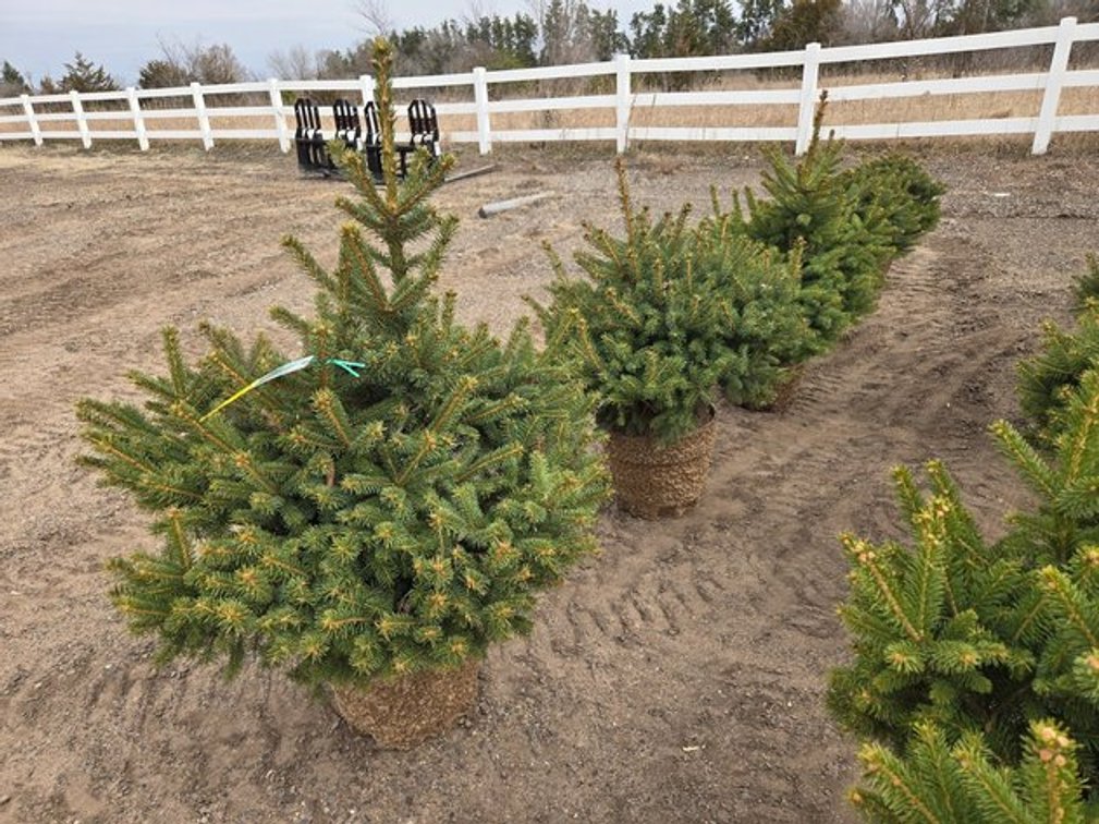 Image for May Trees