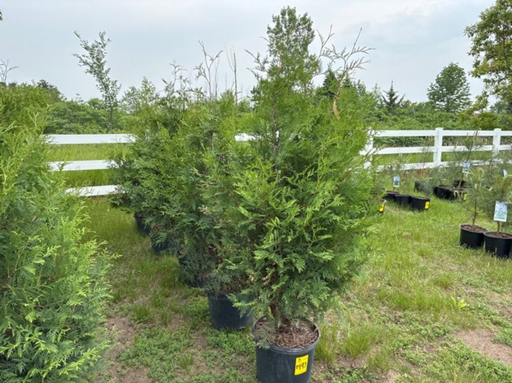Image for June Trees