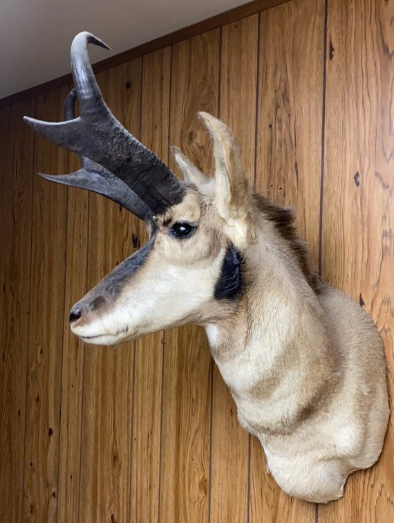 Image for Amos & Arlene Strait Downsizing Online Auction