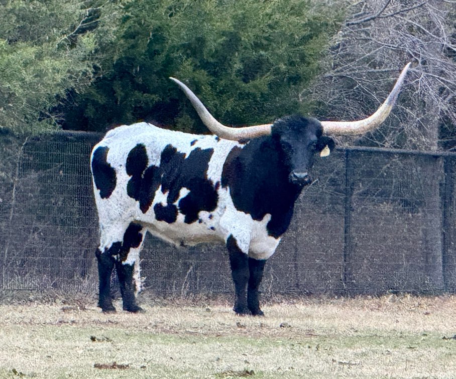 Image for Jones Livestock Auction THURSDAY December 7th  Jones, Oklahoma