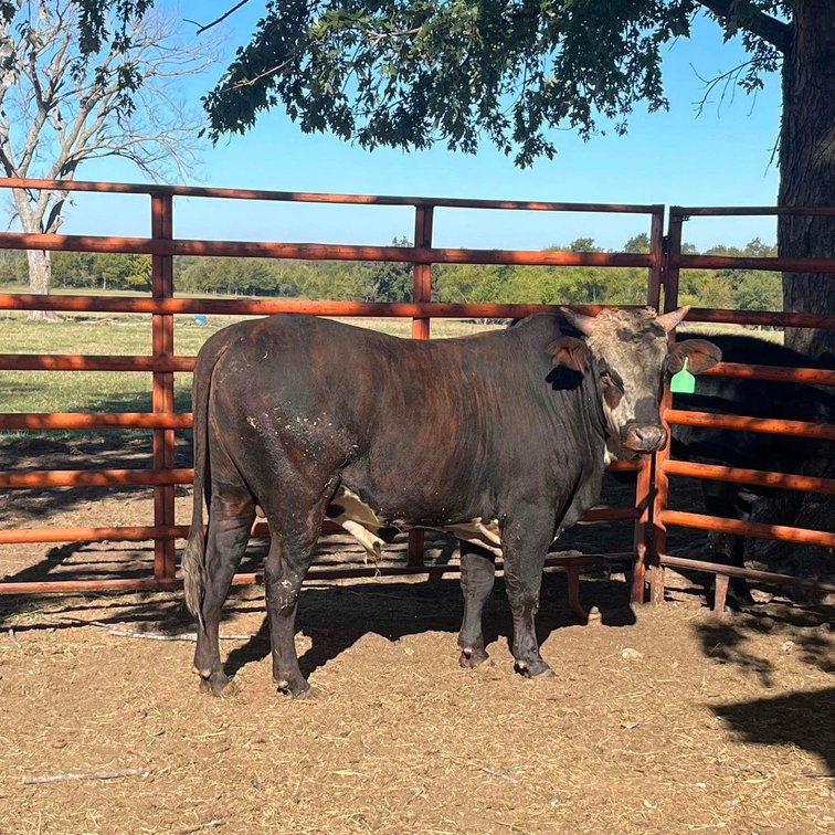 Image for Jones Livestock Auction THURSDAY December 7th  Jones, Oklahoma