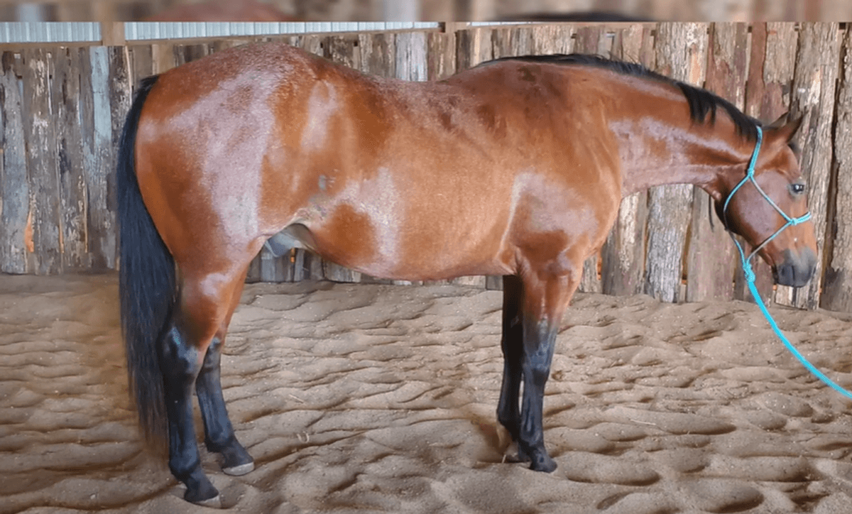Image for Missouri Horse Auction FRIDAY JULY 26TH - Springfield, MO