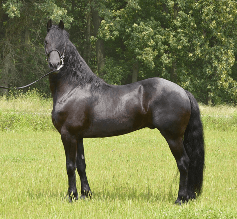 Image for NPEC Mount Up Sale - New Paris, Indiana - SALE DAY SATURDAY, AUGUST 24TH!