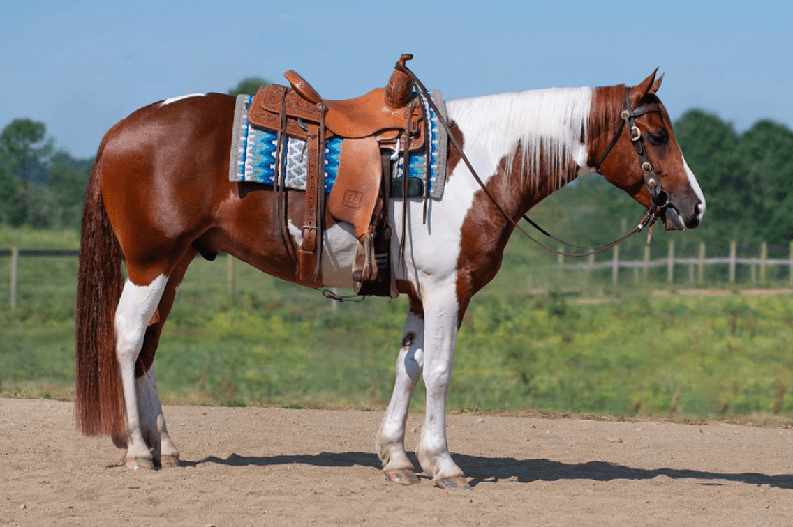 Image for NPEC Mount Up Sale - New Paris, Indiana - SALE DAY SATURDAY, AUGUST 24TH!