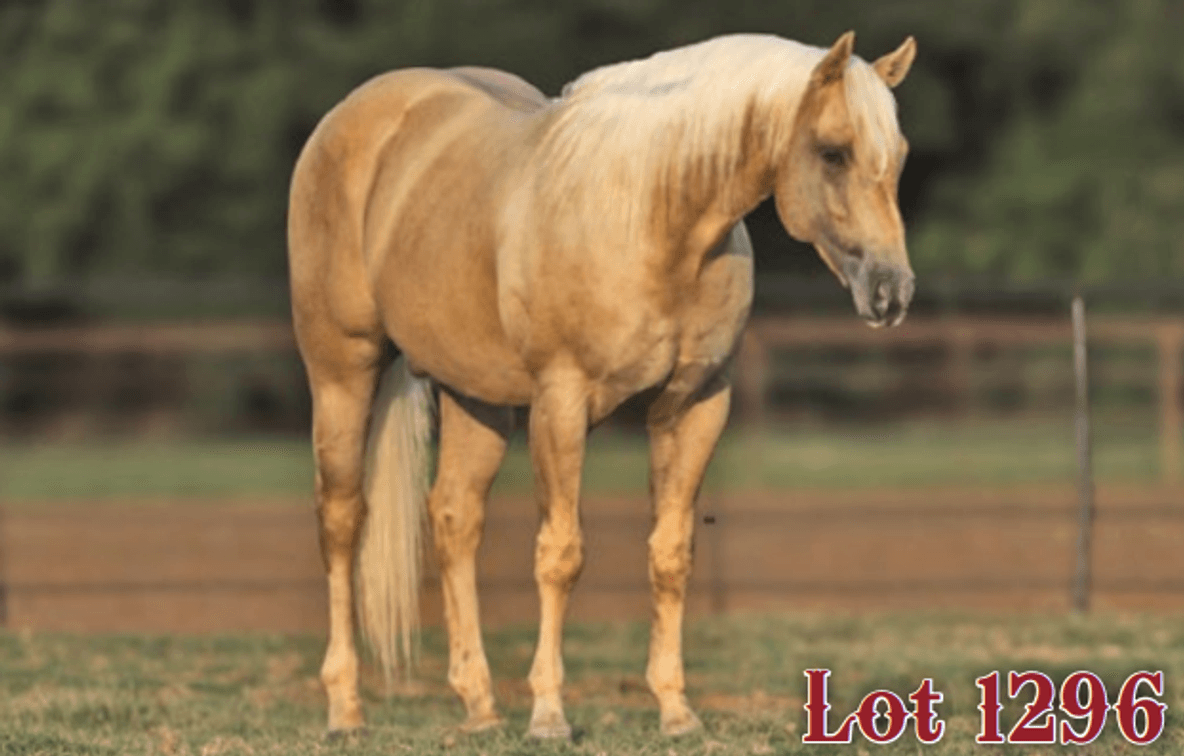 Image for Hermanson-Kist Fall All Breed Horse Sale - Mandan, North Dakota - September 19, 20, 21 - DAY THREE