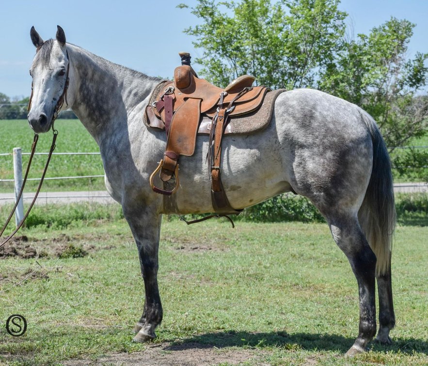 Image for Hermanson-Kist Fall All Breed Horse Sale - Mandan, North Dakota - September 19, 20, 21 - DAY THREE