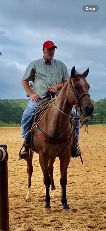 Image for Mize Horse Sale  SATURDAY AUGUST 31ST - Mize, Mississippi