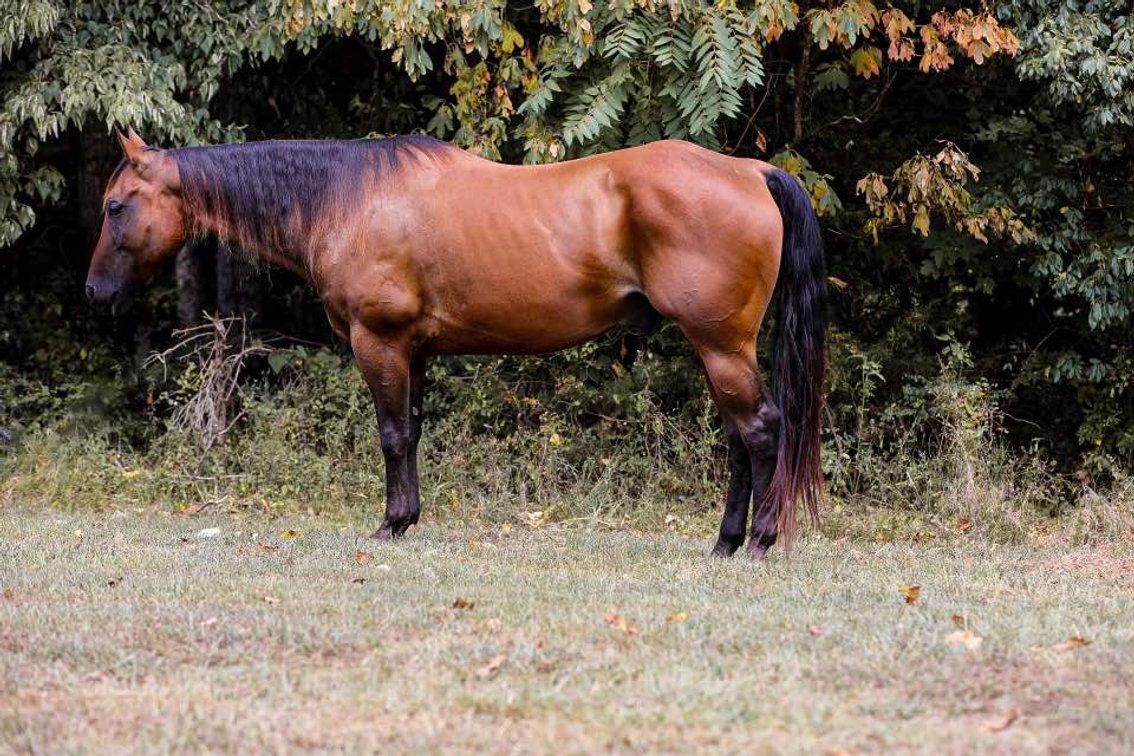 Image for Mize Horse Sale  SATURDAY AUGUST 31ST - Mize, Mississippi