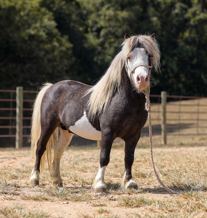 Image for Mize Horse Sale  SATURDAY AUGUST 31ST - Mize, Mississippi