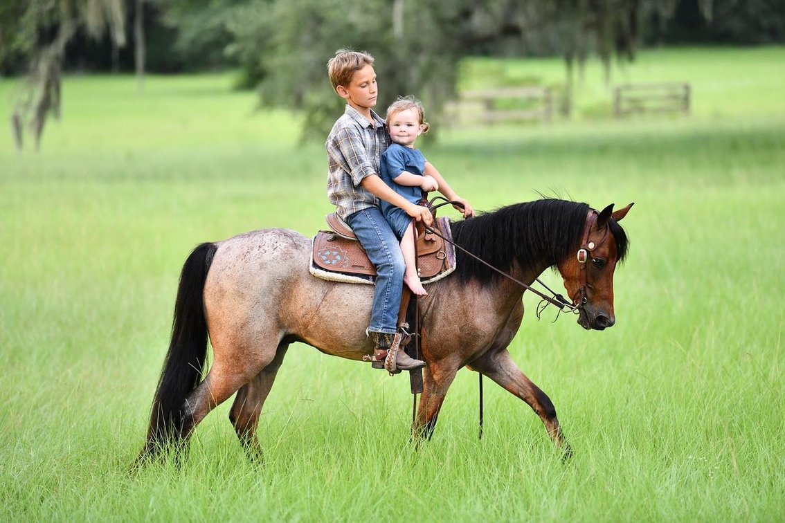 Image for Ocala Horse Sale September 14th - Ocala, Florida