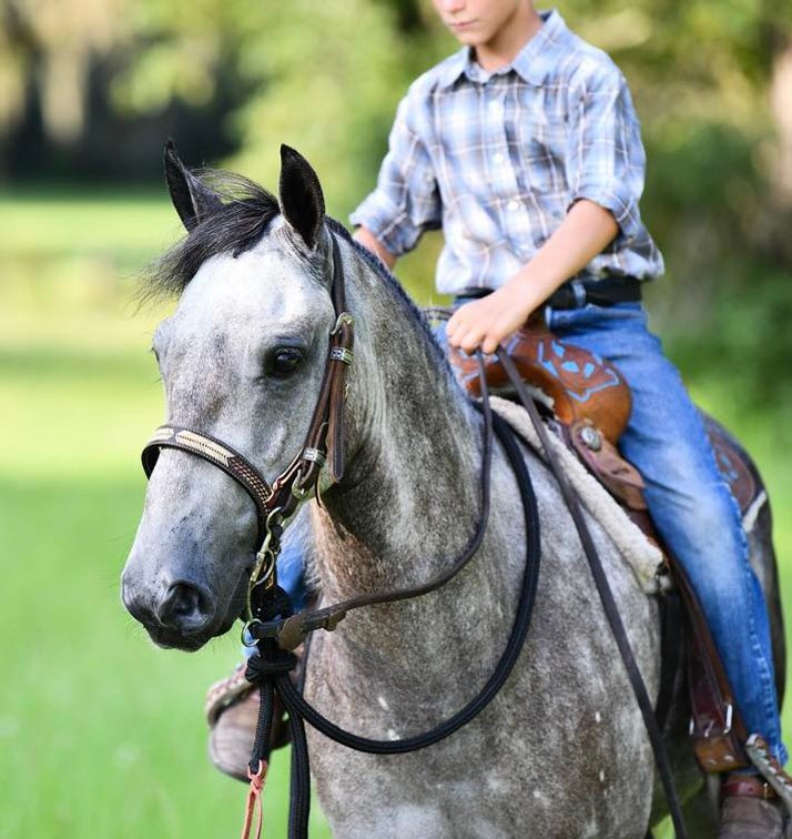 Image for Ocala Horse Sale September 14th - Ocala, Florida