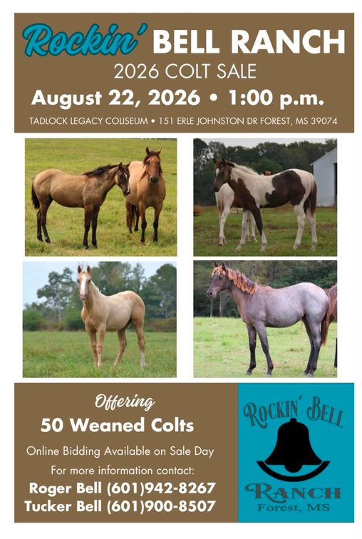 Image for Rockin' Bell Ranch 2026 Colt Sale Forest, MS August 22nd